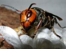 虎頭蜂飛到家里來好不好(馬蜂來家里是福還是禍?) 虎頭蜂飛到家里來好不好(馬蜂來家里是福還是禍?)
