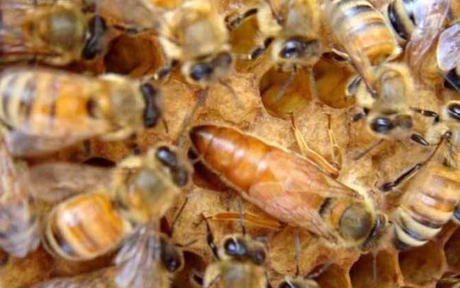 意大利蜜蜂箱能養中華蜜蜂嗎(中標箱和意標箱可以通用么?) 意大利蜜蜂箱能養中華蜜蜂嗎(中標箱和意標箱可以通用么?)