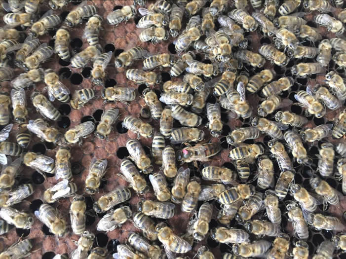 安納托利亞蜂 安納托利亞蜂