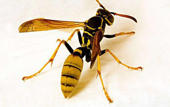 馬蜂的窩里有蜂蜜嗎？會不會釀蜜？