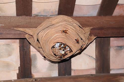 馬蜂和胡蜂有什么區別（馬蜂和胡蜂的區分方法）