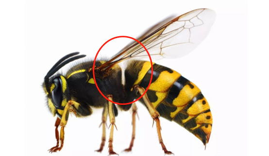 馬蜂和胡蜂有什么區別（馬蜂和胡蜂的區分方法）