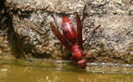 馬蜂和胡蜂有什么區別（馬蜂和胡蜂的區分方法）