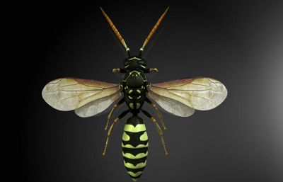 馬蜂和胡蜂有什么區別（馬蜂和胡蜂的區分方法）