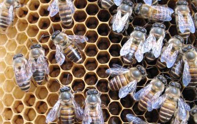 中蜂阿壩王的優點和缺點(阿壩中蜂有哪些優點和缺點) 中蜂阿壩王的優點和缺點(阿壩中蜂有哪些優點和缺點)