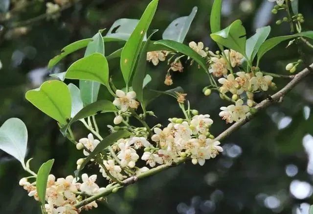 養蜂種什么花最好(在養蜂旁邊種什么花蜜源最好) 養蜂種什么花最好(在養蜂旁邊種什么花蜜源最好)