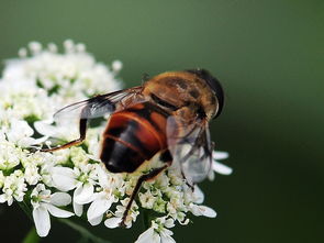 松丹一號(hào)蜂能取漿嗎(中華蜜蜂也能取蜂王漿,為什么養(yǎng)蜂人都不取呢) 松丹一號(hào)蜂能取漿嗎(中華蜜蜂也能取蜂王漿,為什么養(yǎng)蜂人都不取呢)
