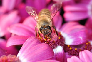 松丹一號(hào)蜂能取漿嗎(中華蜜蜂也能取蜂王漿,為什么養(yǎng)蜂人都不取呢) 松丹一號(hào)蜂能取漿嗎(中華蜜蜂也能取蜂王漿,為什么養(yǎng)蜂人都不取呢)