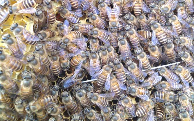 松丹一號育王沒有雄蜂怎么辦(新蜂王沒有雄蜂怎么辦) 松丹一號育王沒有雄蜂怎么辦(新蜂王沒有雄蜂怎么辦)