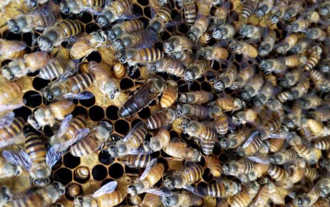 松丹一號育王沒有雄蜂怎么辦(新蜂王沒有雄蜂怎么辦) 松丹一號育王沒有雄蜂怎么辦(新蜂王沒有雄蜂怎么辦)