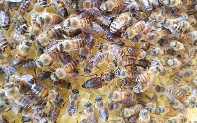 松丹一號育王沒有雄蜂怎么辦(新蜂王沒有雄蜂怎么辦) 松丹一號育王沒有雄蜂怎么辦(新蜂王沒有雄蜂怎么辦)