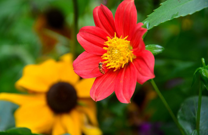 怎么確定收到蜂王了(蜂王是怎么確定的) 怎么確定收到蜂王了(蜂王是怎么確定的)