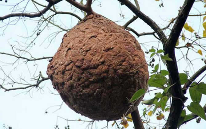 發現馬蜂窩怎么處理? 馬蜂窩