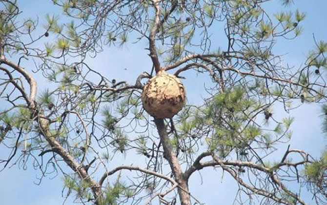 發現馬蜂窩怎么處理? 馬蜂窩
