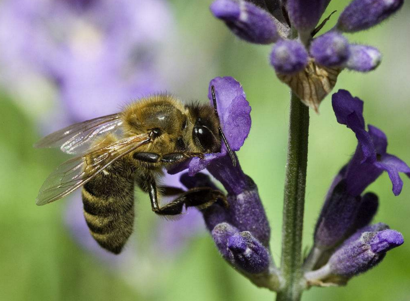 中蜂強(qiáng)群不分蜂經(jīng)驗(yàn)(中蜂強(qiáng)群養(yǎng)殖技術(shù)) 中蜂強(qiáng)群不分蜂經(jīng)驗(yàn)(中蜂強(qiáng)群養(yǎng)殖技術(shù))