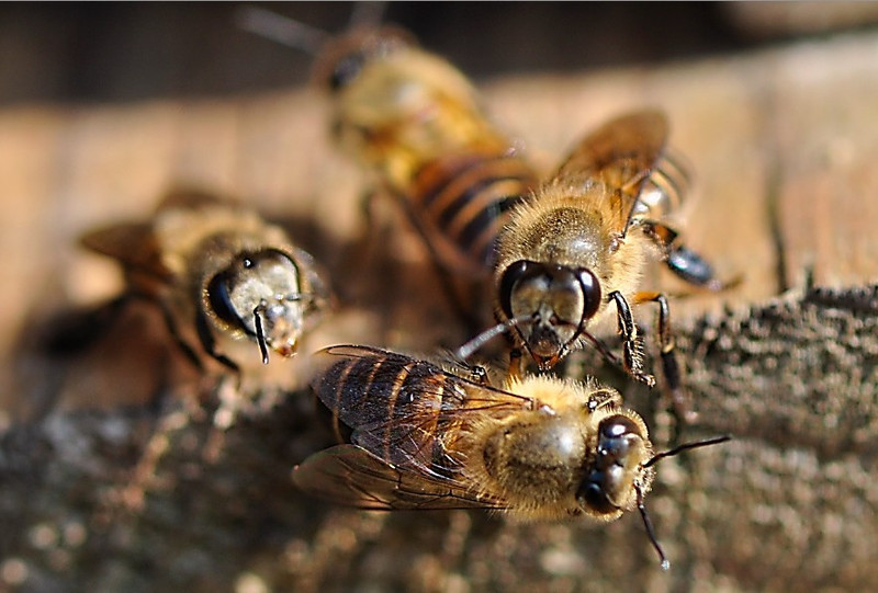 中蜂強(qiáng)群不分蜂經(jīng)驗(yàn)(中蜂強(qiáng)群養(yǎng)殖技術(shù)) 中蜂強(qiáng)群不分蜂經(jīng)驗(yàn)(中蜂強(qiáng)群養(yǎng)殖技術(shù))