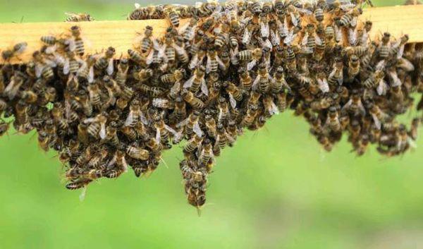 介王方法有哪些(附帶8種介紹蜂王方法) 介王方法有哪些(附帶8種介紹蜂王方法)