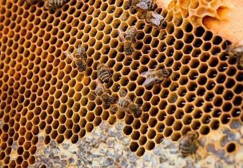 介王方法有哪些(附帶8種介紹蜂王方法) 介王方法有哪些(附帶8種介紹蜂王方法)