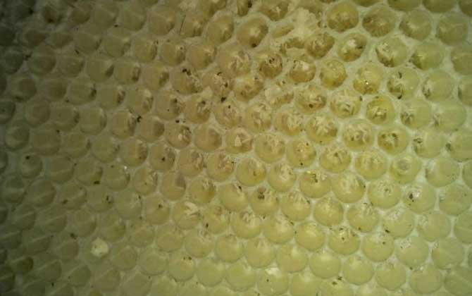 工蜂產(chǎn)卵后能活多久 工蜂產(chǎn)卵后能活多久