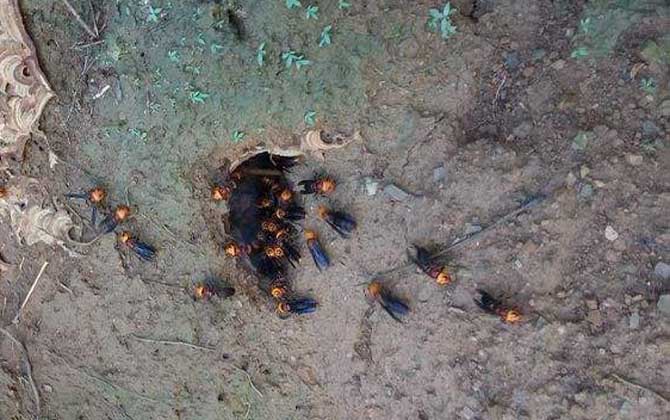 大黑土蜂(紅娘胡蜂的特點和習性) 大黑土蜂(紅娘胡蜂的特點和習性)