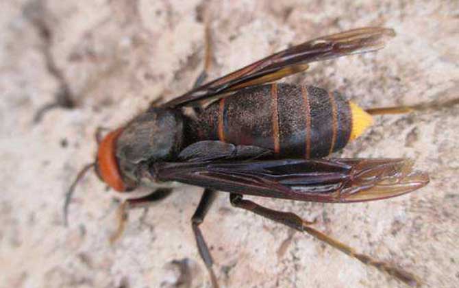大黑土蜂(紅娘胡蜂的特點和習性) 大黑土蜂(紅娘胡蜂的特點和習性)