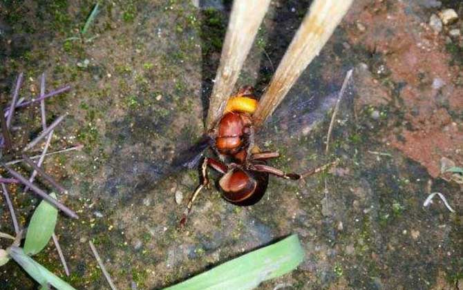 大黑土蜂(紅娘胡蜂的特點和習性) 大黑土蜂(紅娘胡蜂的特點和習性)