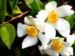 油茶樹花期在什么時候（油茶原來是這樣開花結果）