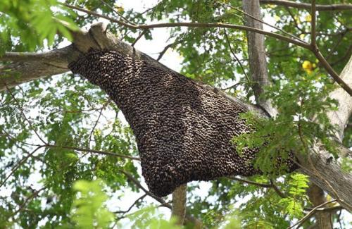 【蜜蜂養(yǎng)殖】一百只蜂的蛋群速繁法 一百只蜂的蛋群速繁法