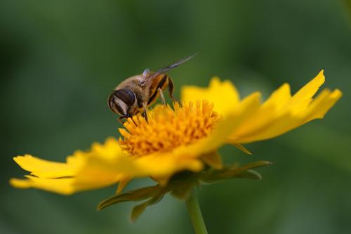 【蜜蜂養(yǎng)殖】一百只蜂的蛋群速繁法 一百只蜂的蛋群速繁法