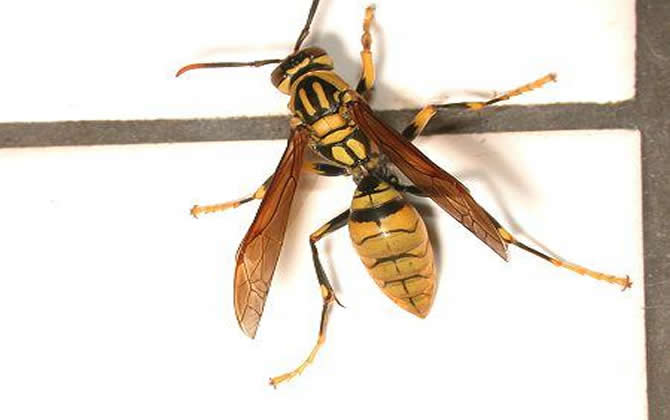 長腳胡蜂