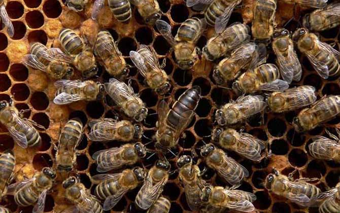 黑蜂有毒嗎（什么是黑蜂）