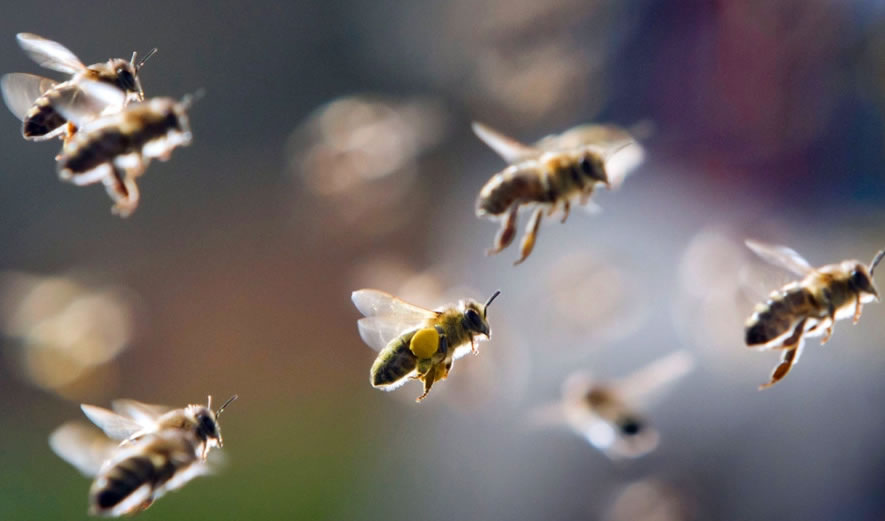 給蜜蜂喂白糖會影響蜂蜜的質(zhì)量嗎？