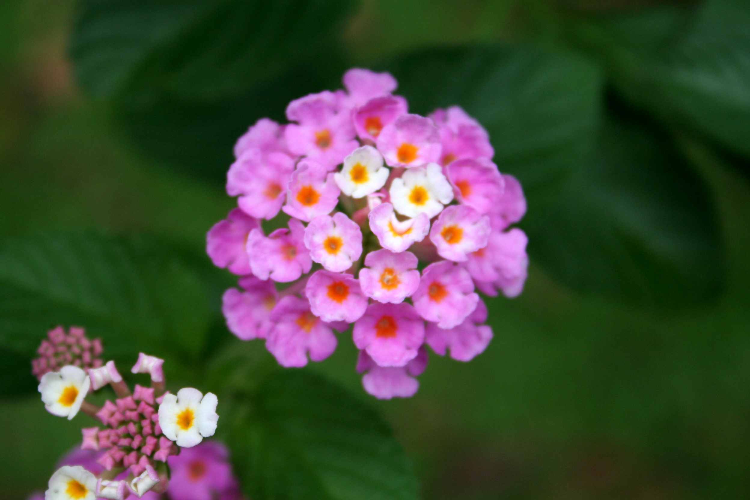 有毒蜜源植物有哪些？(附帶40種有毒蜜源植物介紹)
