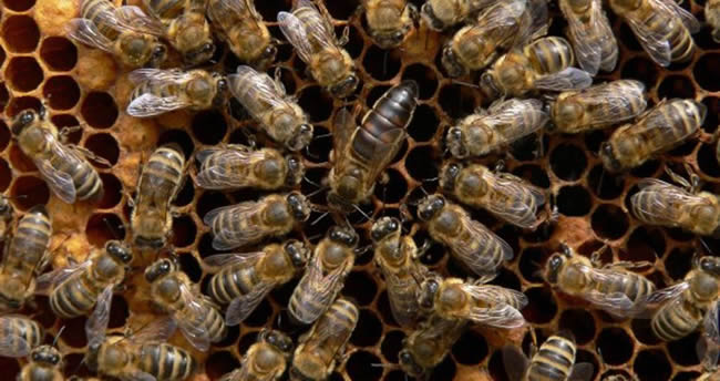 東北黑蜂有哪些優(yōu)點(diǎn)？