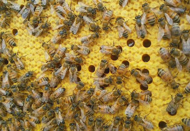 東北黑蜂有哪些優(yōu)點(diǎn)？