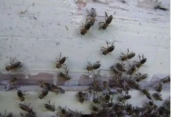 蜜蜂飛走了有什么預(yù)兆(蜜蜂飛逃前有哪些征兆) 蜜蜂飛走了有什么預(yù)兆(蜜蜂飛逃前有哪些征兆)