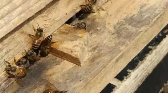 蜜蜂飛走了有什么預(yù)兆(蜜蜂飛逃前有哪些征兆) 蜜蜂飛走了有什么預(yù)兆(蜜蜂飛逃前有哪些征兆)