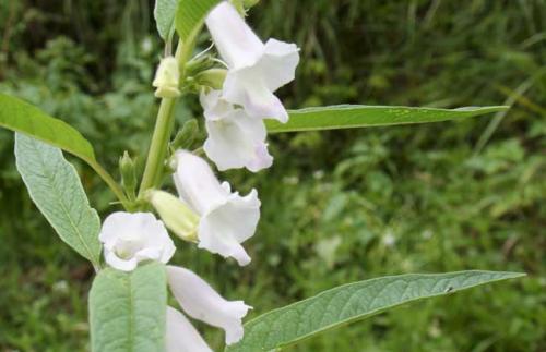 芝麻什么時(shí)候開花(秋天有什么蜜源植物) 芝麻什么時(shí)候開花(秋天有什么蜜源植物)