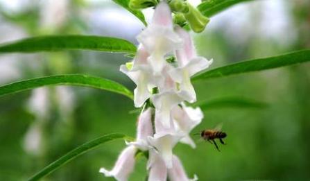 芝麻什么時(shí)候開花(秋天有什么蜜源植物) 芝麻什么時(shí)候開花(秋天有什么蜜源植物)