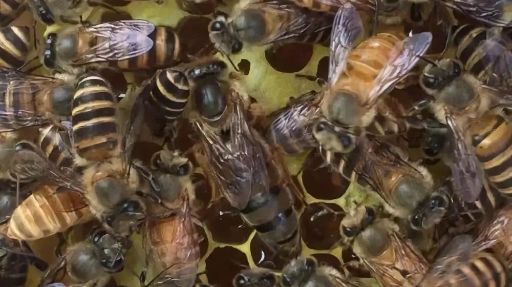 陽臺養(yǎng)蜂如何避光(如何給蜜蜂遮陰) 陽臺養(yǎng)蜂如何避光(如何給蜜蜂遮陰)