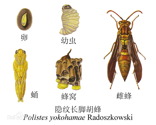 長腳胡蜂 長腳胡蜂