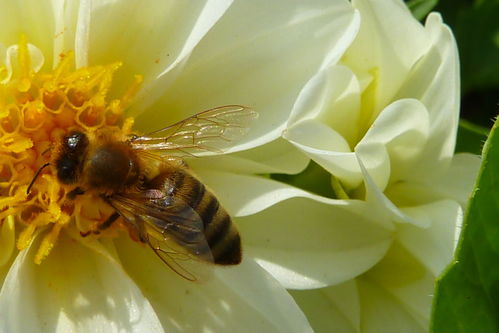 白山5號蜂種做種王咋樣(淺談購買蜜蜂種王的注意事項) 白山5號蜂種做種王咋樣(淺談購買蜜蜂種王的注意事項)