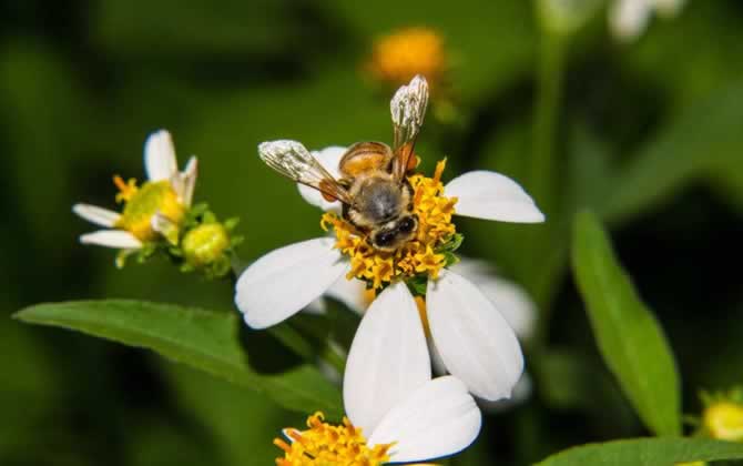 越冬蜂缺蜜怎么辦? 越冬蜂