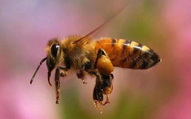 一畝大棚養(yǎng)殖多少蜜蜂 一畝大棚養(yǎng)殖多少蜜蜂