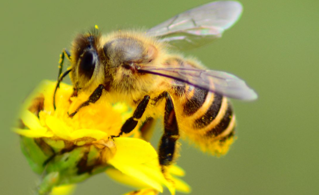 高加索蜂與蜜膠一號的區別(蜜膠一號,蜜膠就是好) 高加索蜂與蜜膠一號的區別(蜜膠一號,蜜膠就是好)