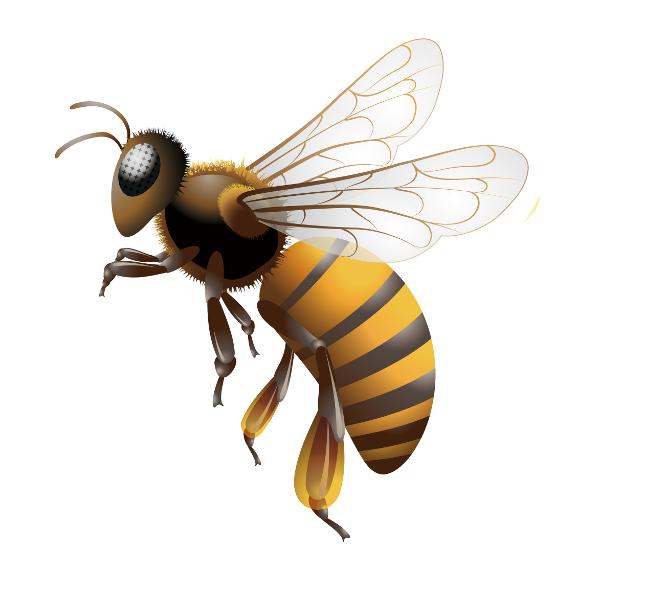 蜜蜂兇猛蟄人是跟蜂王有關系嗎(蜂王會像工蜂那樣蟄人嗎) 蜜蜂兇猛蟄人是跟蜂王有關系嗎(蜂王會像工蜂那樣蟄人嗎)