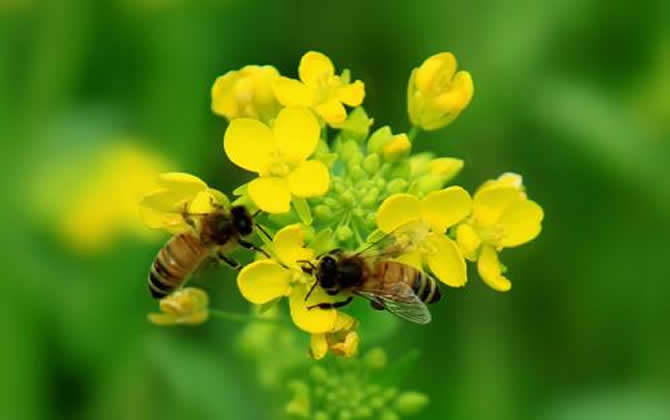 蜜蜂用什么采蜜 蜜蜂用什么采蜜