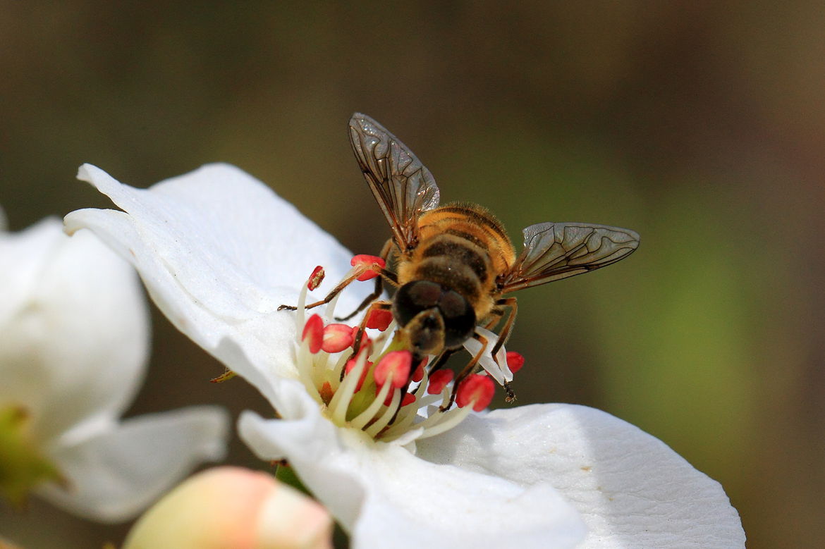 一斤花粉能喂多少蜜蜂(養(yǎng)蜂一般什么時(shí)候喂花粉) 一斤花粉能喂多少蜜蜂(養(yǎng)蜂一般什么時(shí)候喂花粉)