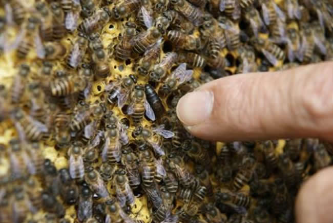 蜂王是怎么產(chǎn)生的？