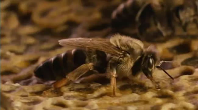 蜂王是怎么產(chǎn)生的？